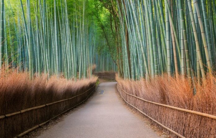 Bamboo Grove